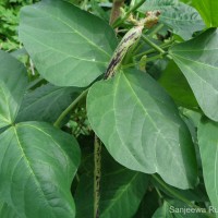 Vigna unguiculata (L.) Walp.